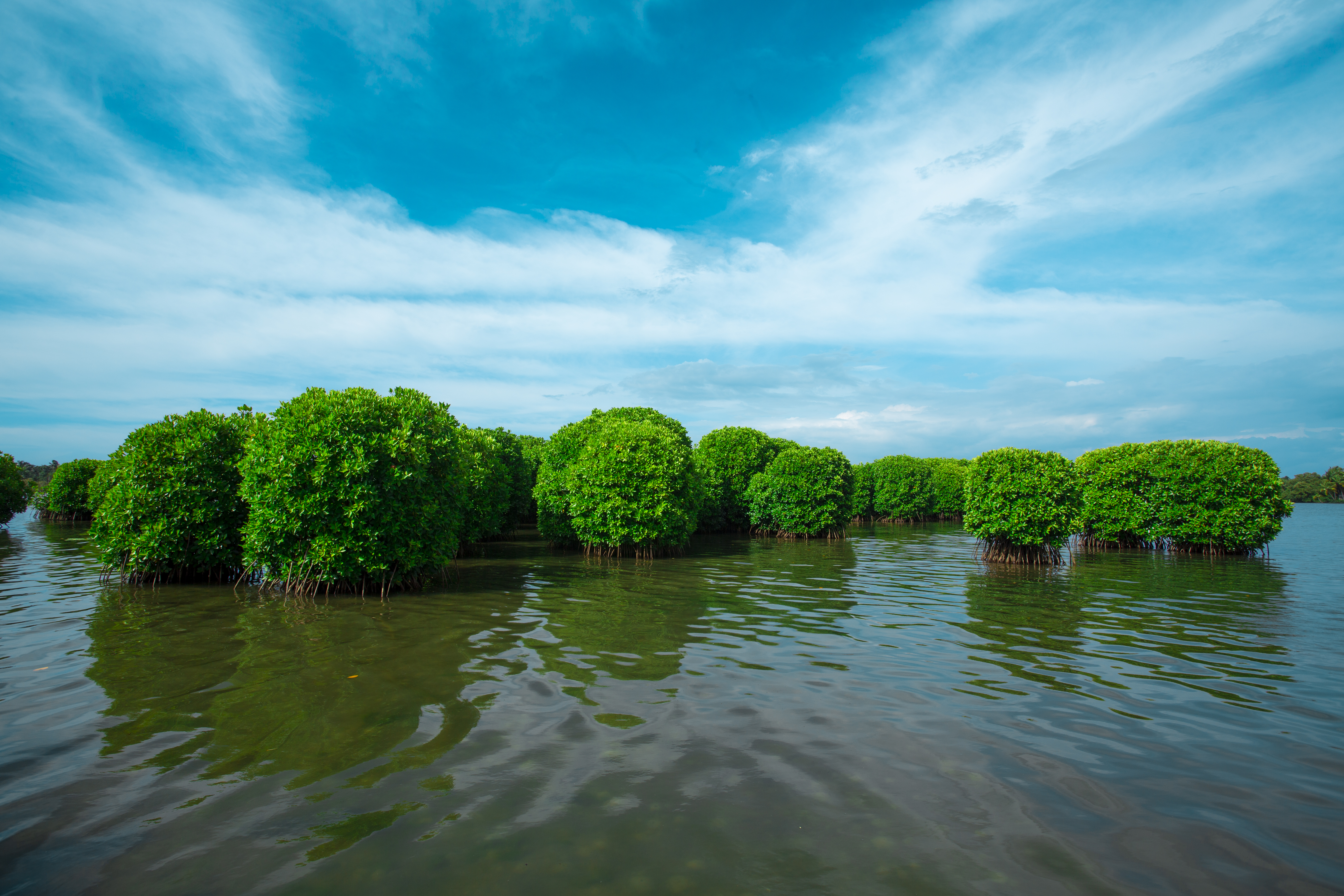 Kavvayi Backwaters Payyanur Kerala